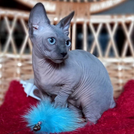 sphynx-katze