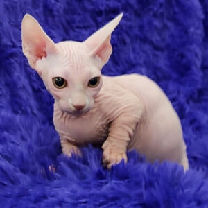 Sphynx katzen kaufen