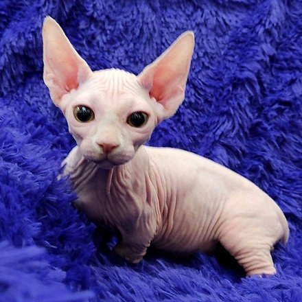 Sphynx katzen kaufen