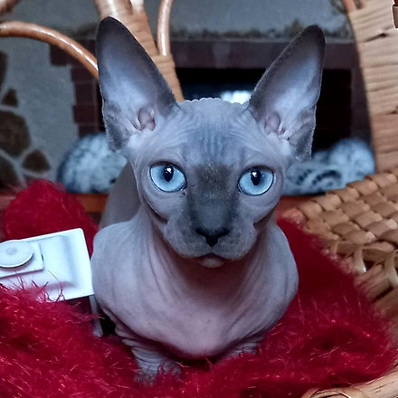 sphynx-katze