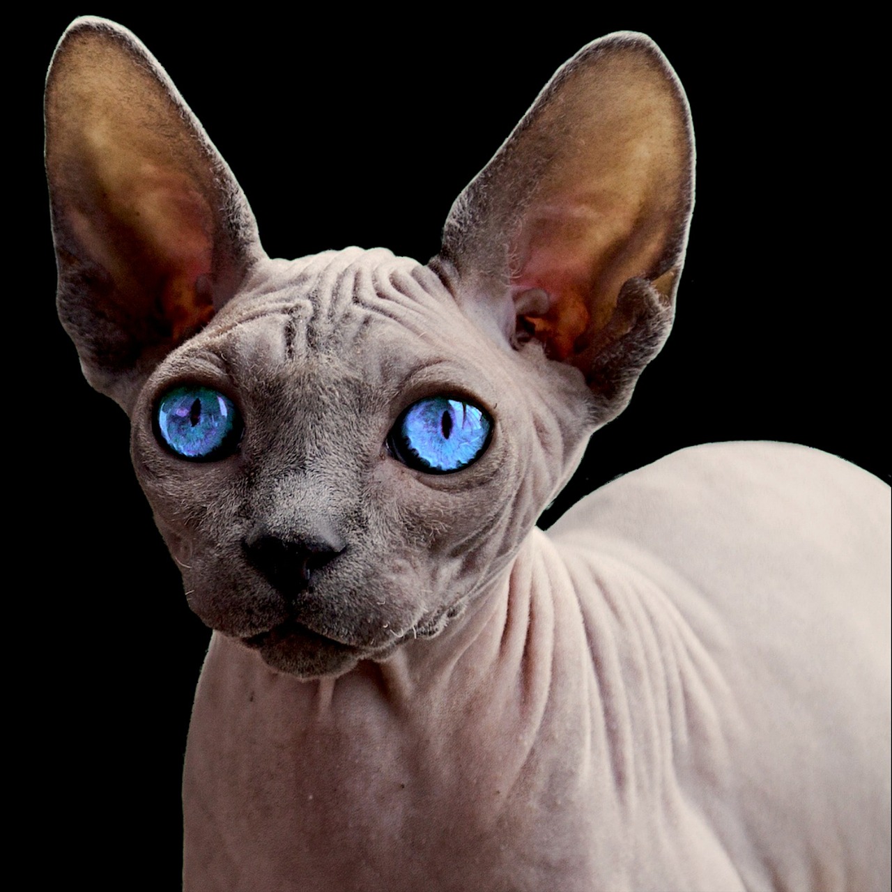 You are currently viewing Der Sphynx-Katze: Die Geheimnisse der haarlosen Katze