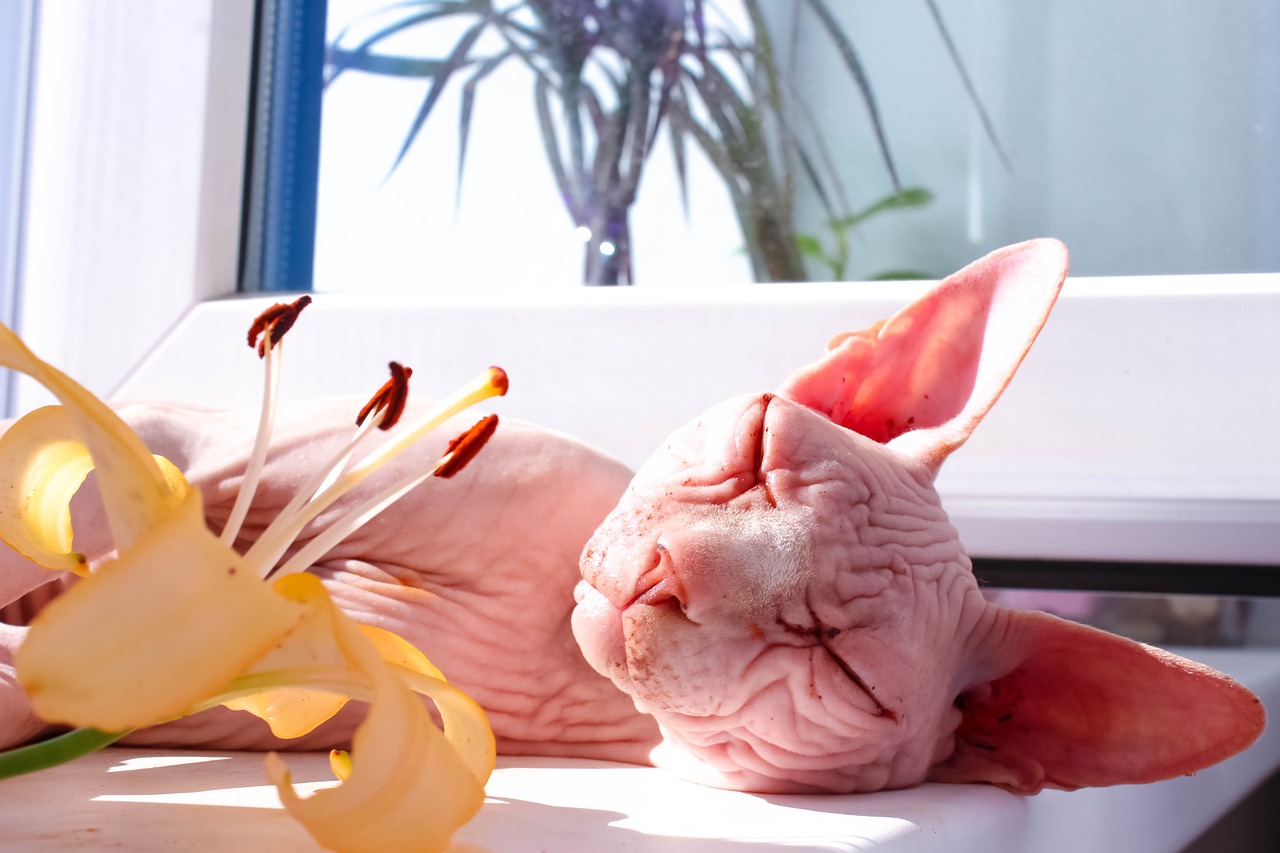 You are currently viewing sphynx katze mit haaren: 7 Gründe, warum sie die perfekte Begleiterin sind