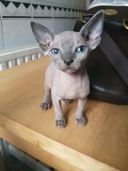 sphynx katzen kaufen