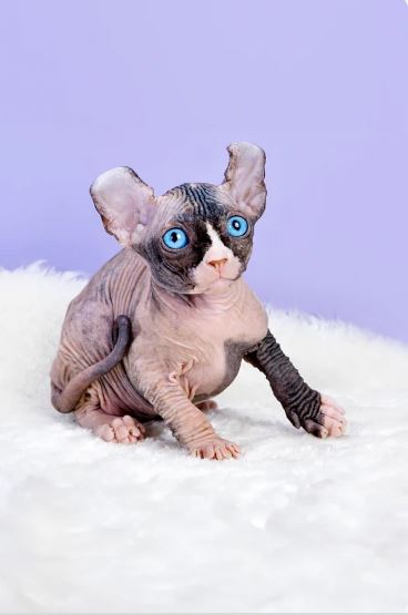 black sphynx katze schwarz