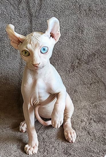 katze sphynx