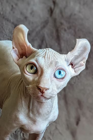 katze sphynx