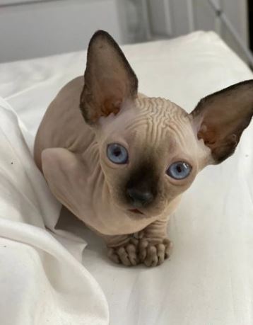 sphynx katzen kaufen