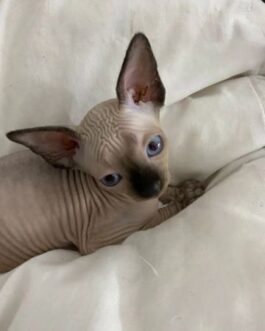 CHARLIE